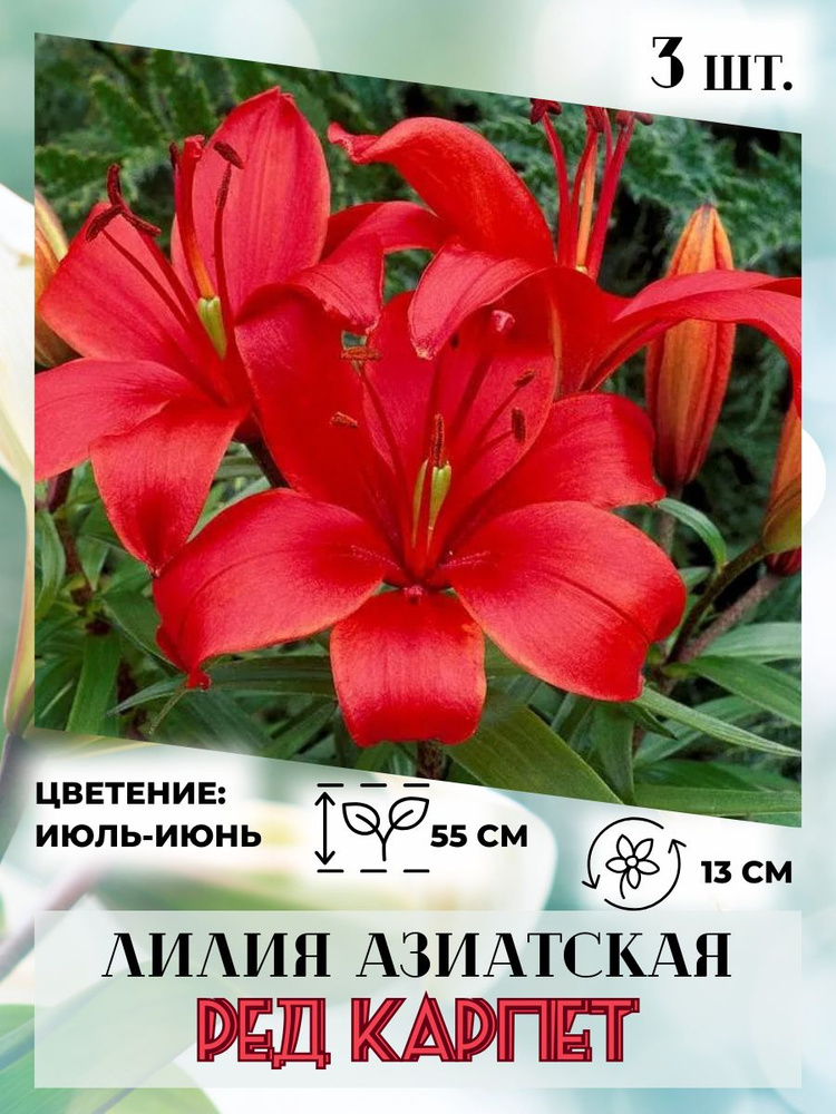 Лилия азиатская, луковицы 3 шт., многолетние цветы #1