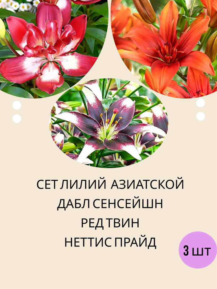 Подарочный набор луковичных растений, лилии азиатские, восточные махровые, марлен, сет цветов  #1