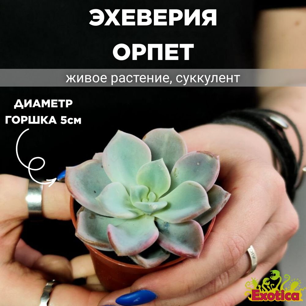 Эхеверия Орпет (Echeveria Orpet) D5см #1