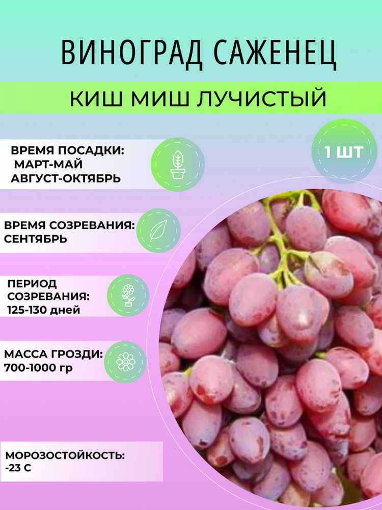 Саженец винограда Лучистый, киш миш, красный, синий, зеленый, многолетние ягодные кустарники  #1