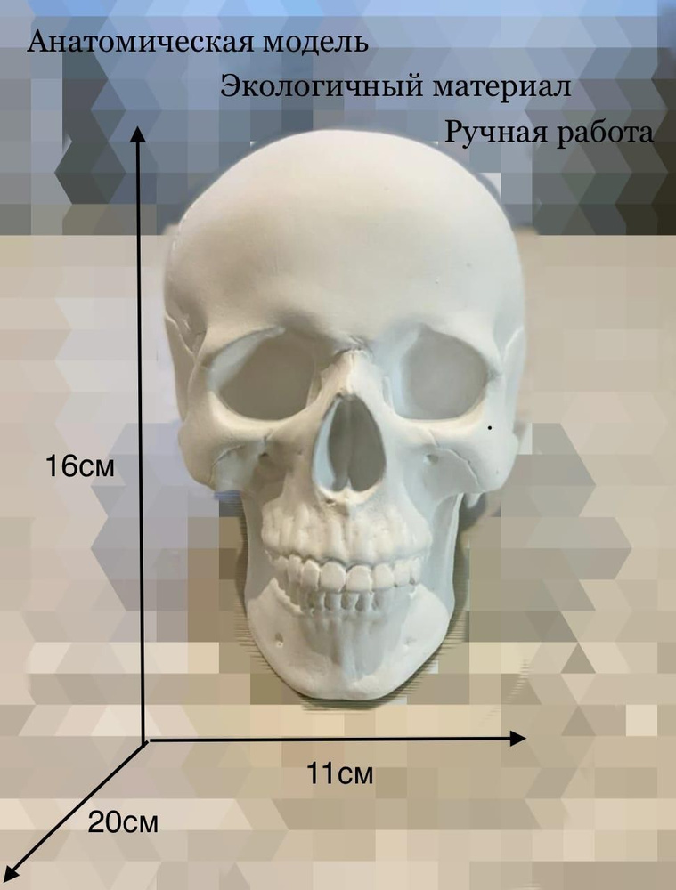Череп статуэтка белый 16/20 #1