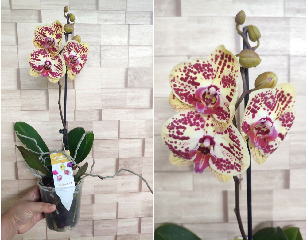 Орхидея Фаленопсис "Веснушки" #1