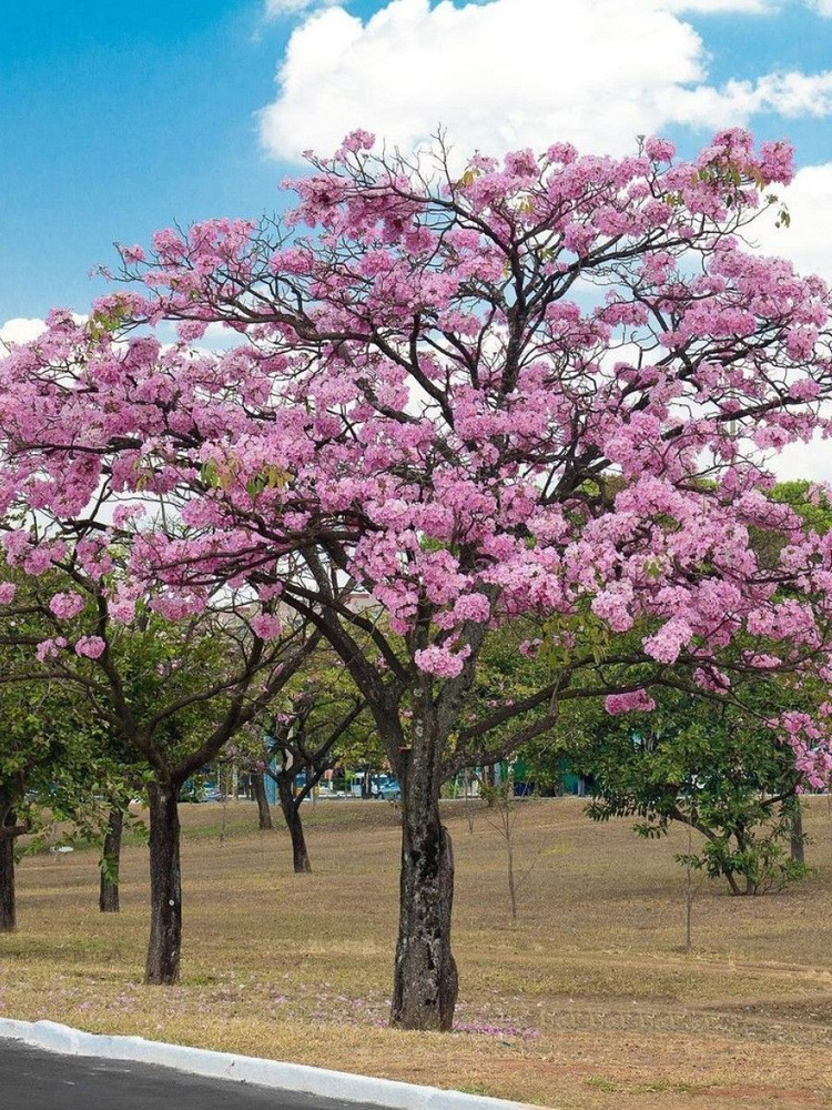 Семена Табебуйя розовая (Tabebuia rosea), 15 штук #1