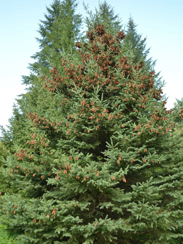 Семена Ель Вильсона (Picea wilsonii), 20 штук #1