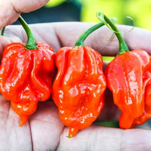 (СЕМЕНА) ОЧЕНЬ Острый перец "Нага Морич Красный" (5шт) / NAGA MORICH  #1