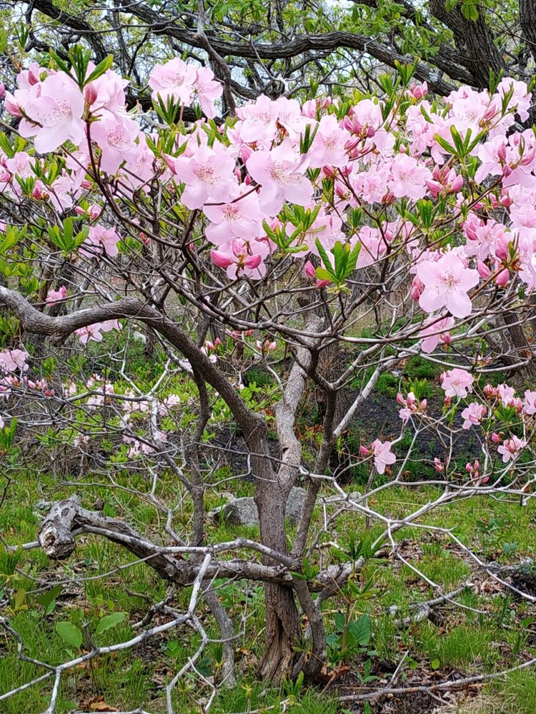 Семена Рододендрон Шлиппенбаха розовый (Rhododendron schlippenbachii), 25 штук  #1