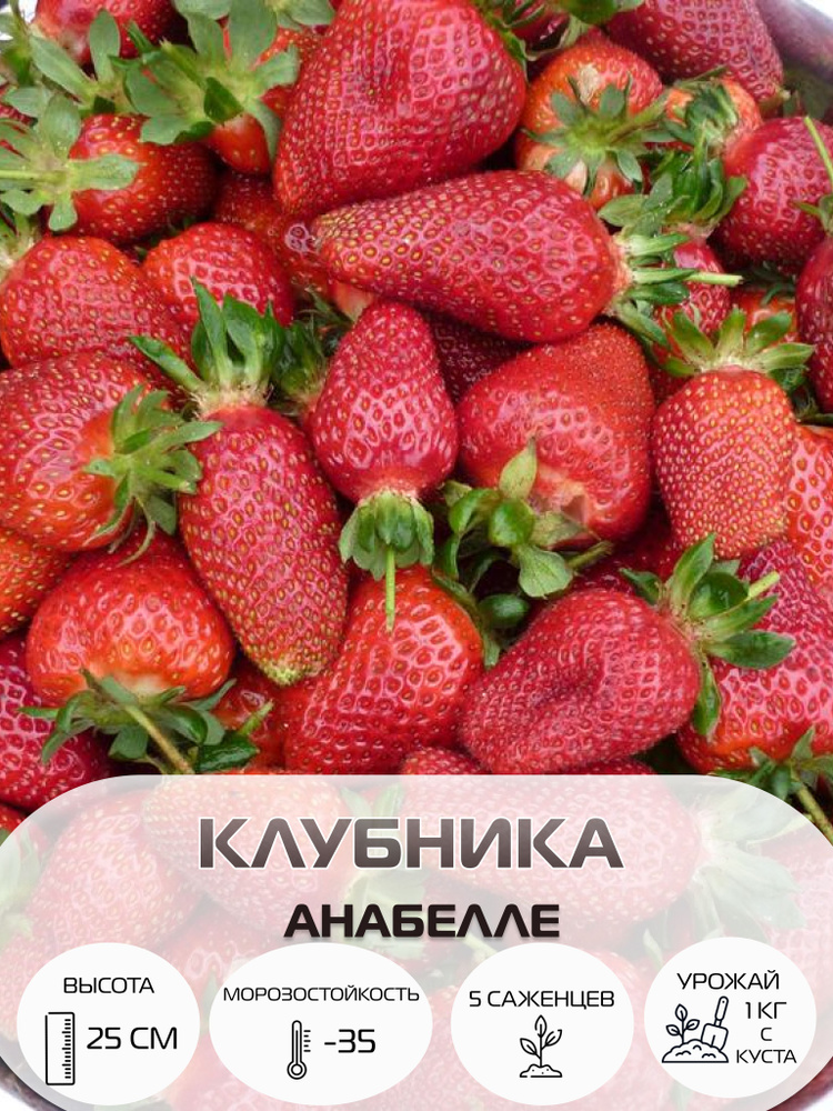 Клубника Анабелле, саженцы многолетние ягодных кустарников, крупноплодные и ремонтантные сорта  #1