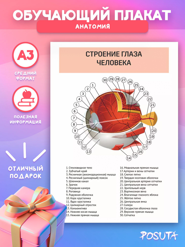 Постер анатомия строение глаза человека #1