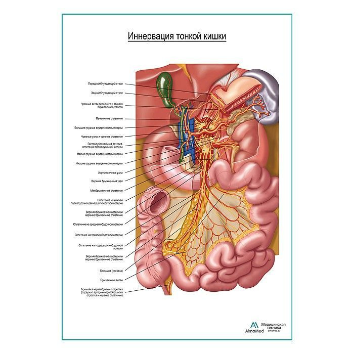 Обучающий плакат Автономная иннервация тонкого кишечника, размер А1+, глянцевый холст от 200г/м2  #1