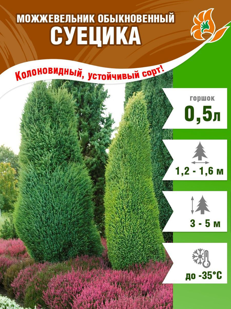 Можжевельник обыкновенный Суецика, саженец в горшке Р9 #1