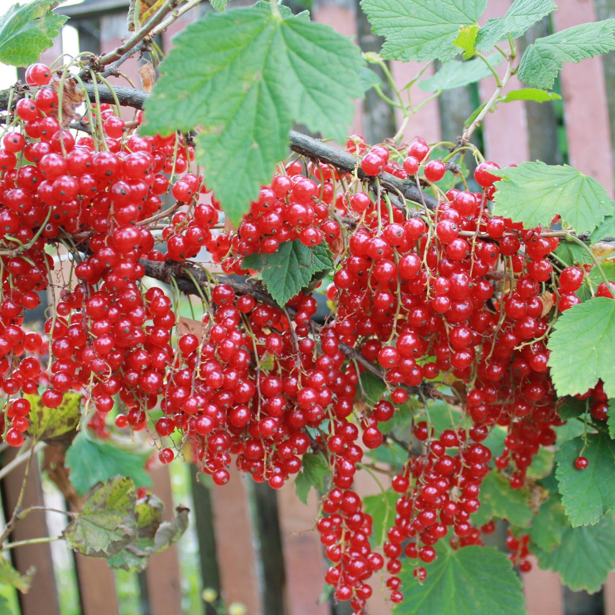 Смородина красная йонкер ван тетс штамбовая. Смородина сорт джонкер ван тетс. Смородина джонкер ван. Смородина красная джонкер ван тетс. Красная смородина сорт йонкер ван тетс.