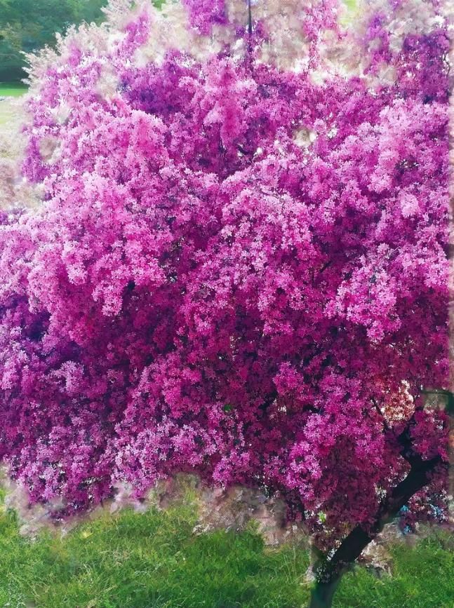 ЯблоняРайскаяАляска,Семена,60шт