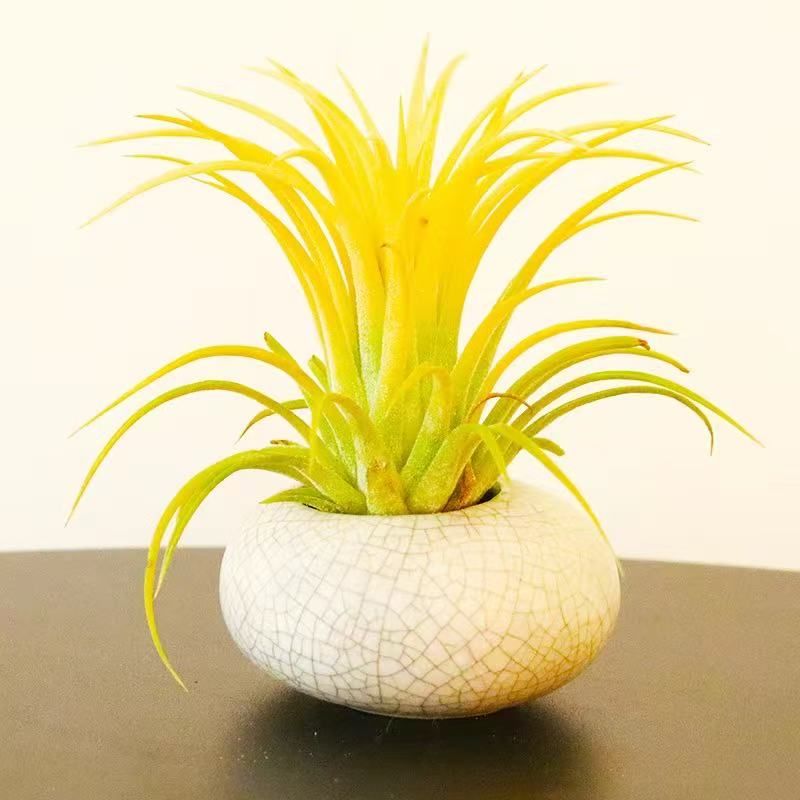 Тилландсиявоздушноерастениедлядомаочищающеевоздух