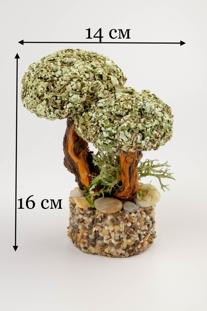 Живое дерево из исландского мха цетрария "Влюбленная пара" 18 см  #1