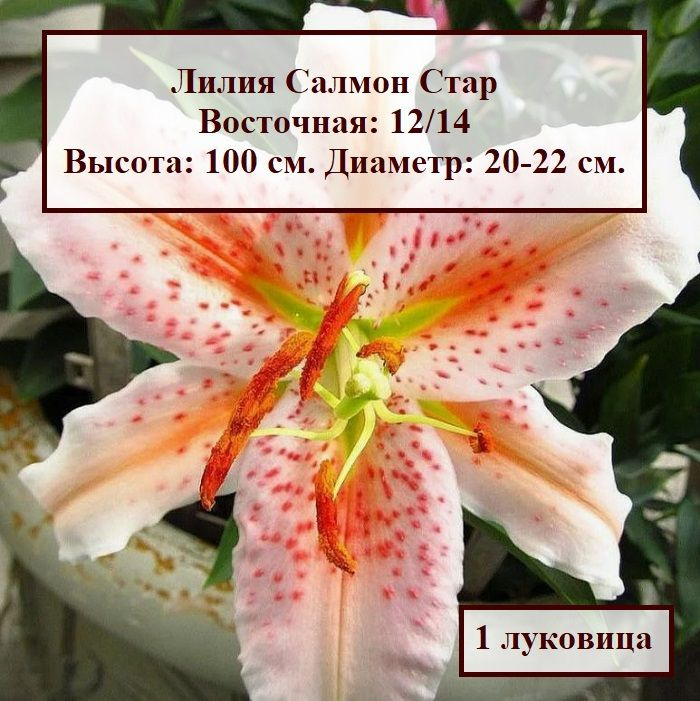 Лилия восточная Салмон Стар (1 луковица) #1