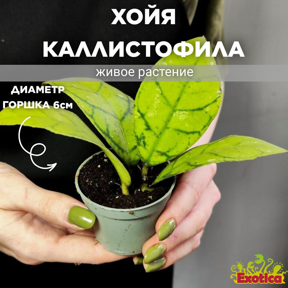 Хойя Каллистофила (Hoya Callistophylla) D6см #1