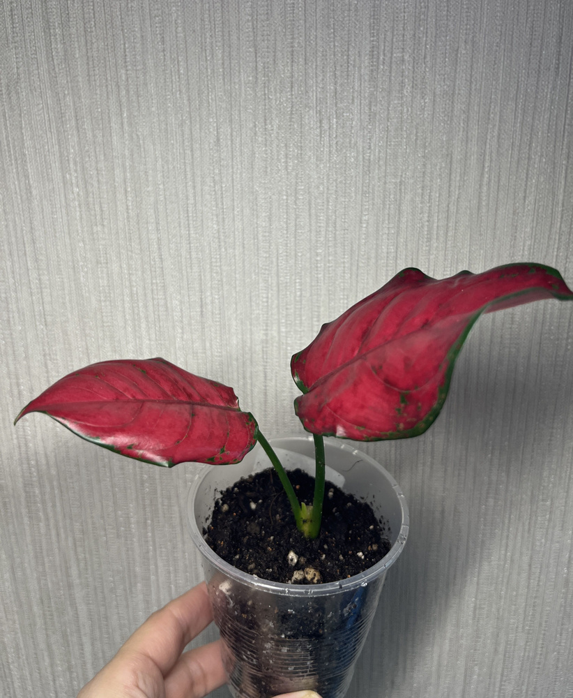 Комнатные растения, цвет Ред джой, 8 см, 1 шт #1