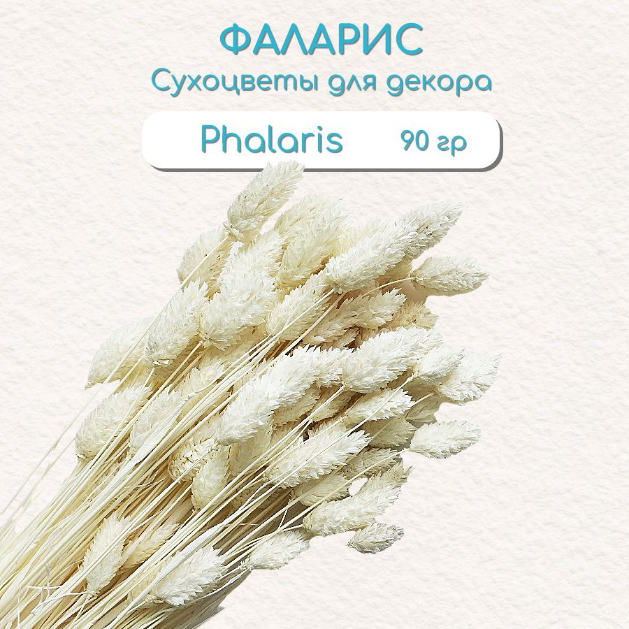 Фаларис / Phalaris белый, сухоцветы для декора, букет 90гр, h60см  #1