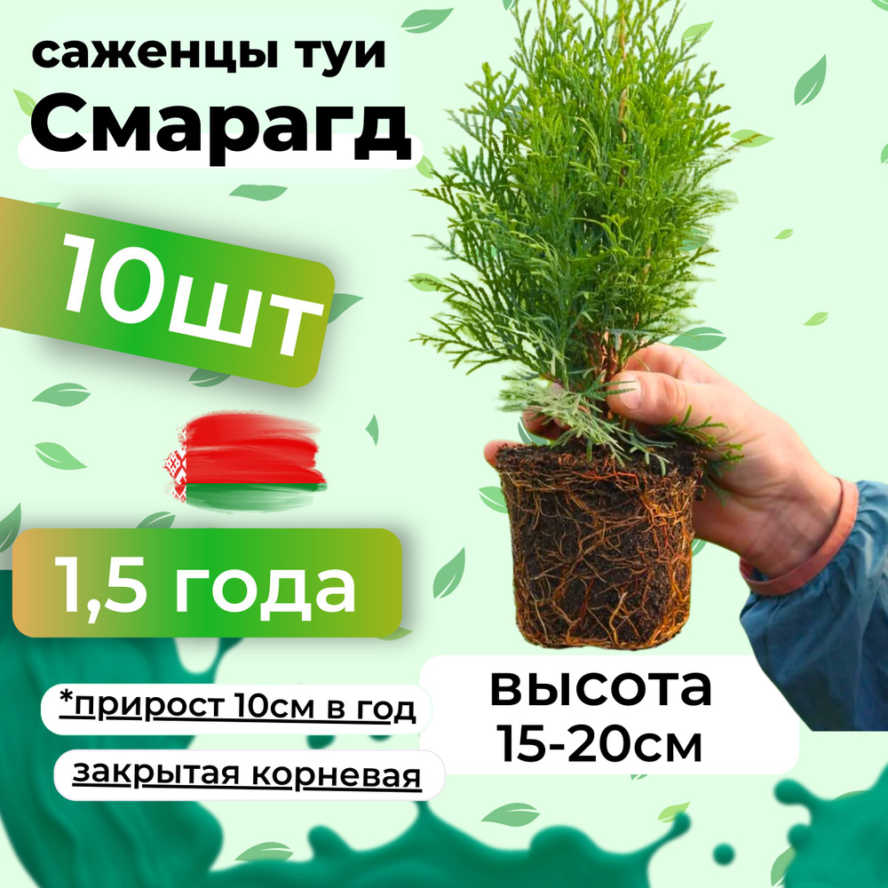 Саженцы туи Смарагд морозостойкие колоновидные 15-20см 10шт  #1