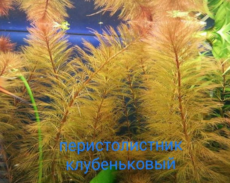 ПЕРИСТОЛИСТНИК КЛУБЕНЬКОВЫЙ (Myriophyllum tuberculatum) Живое растение для аквариума  #1