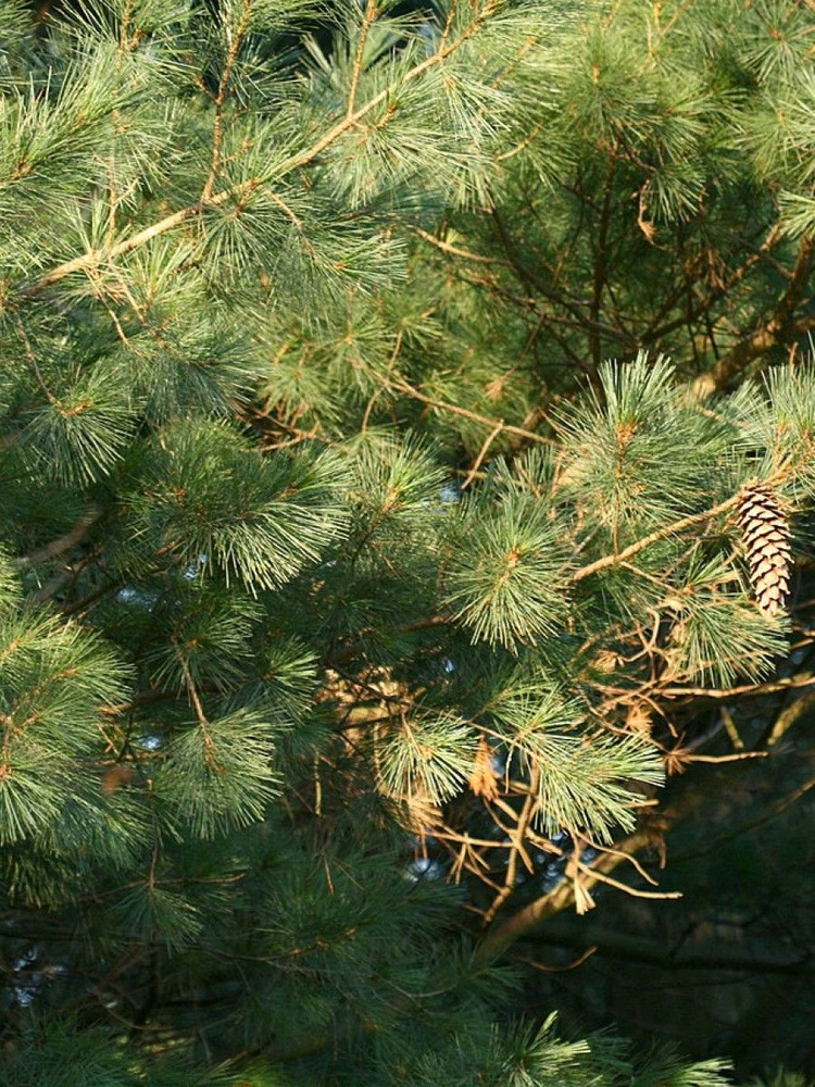 Семена Сосна Белая мексиканская (Pinus ayacahuite), 10 штук #1