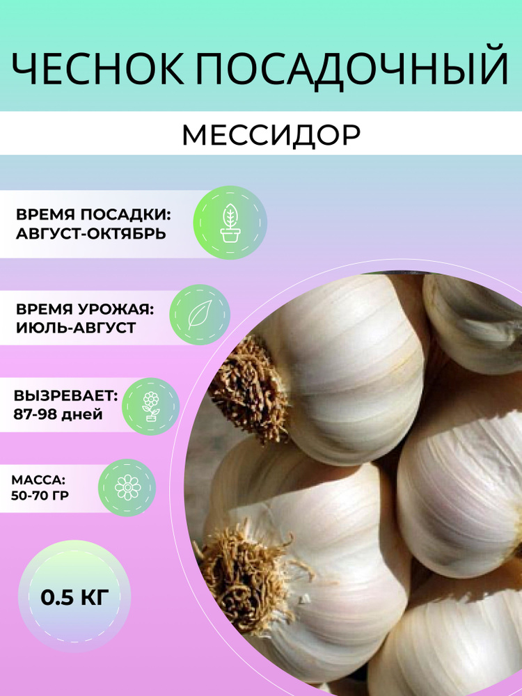 Чеснок Мессидор посадочный озимый 0.5 кг #1