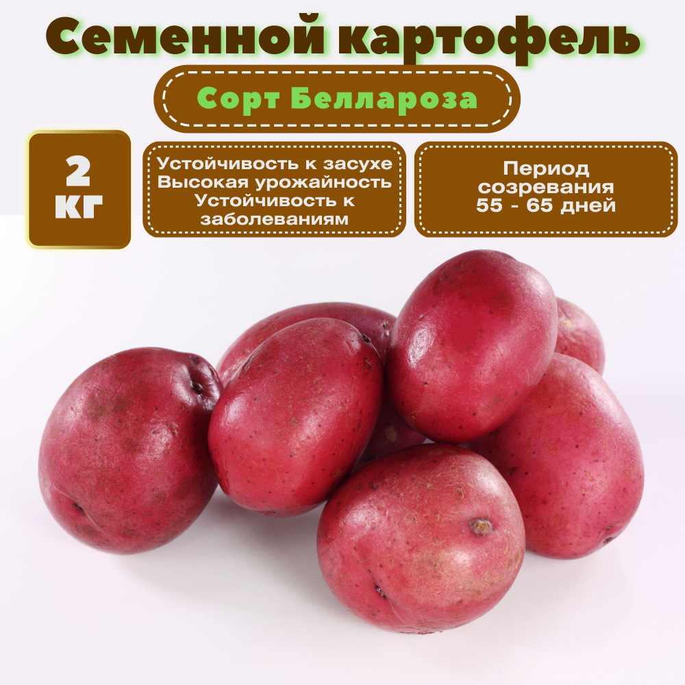 Клубни картофеля сорта " Беллароза" семенной, в сетке 2 кг, для посадки высочайшего качества, обладает #1