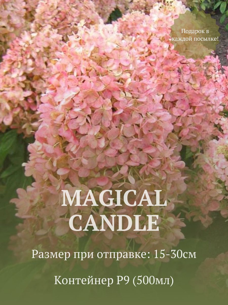 Гортензия метельчатая Мэджикал кендл (Magical Candle) в стакане p9  #1