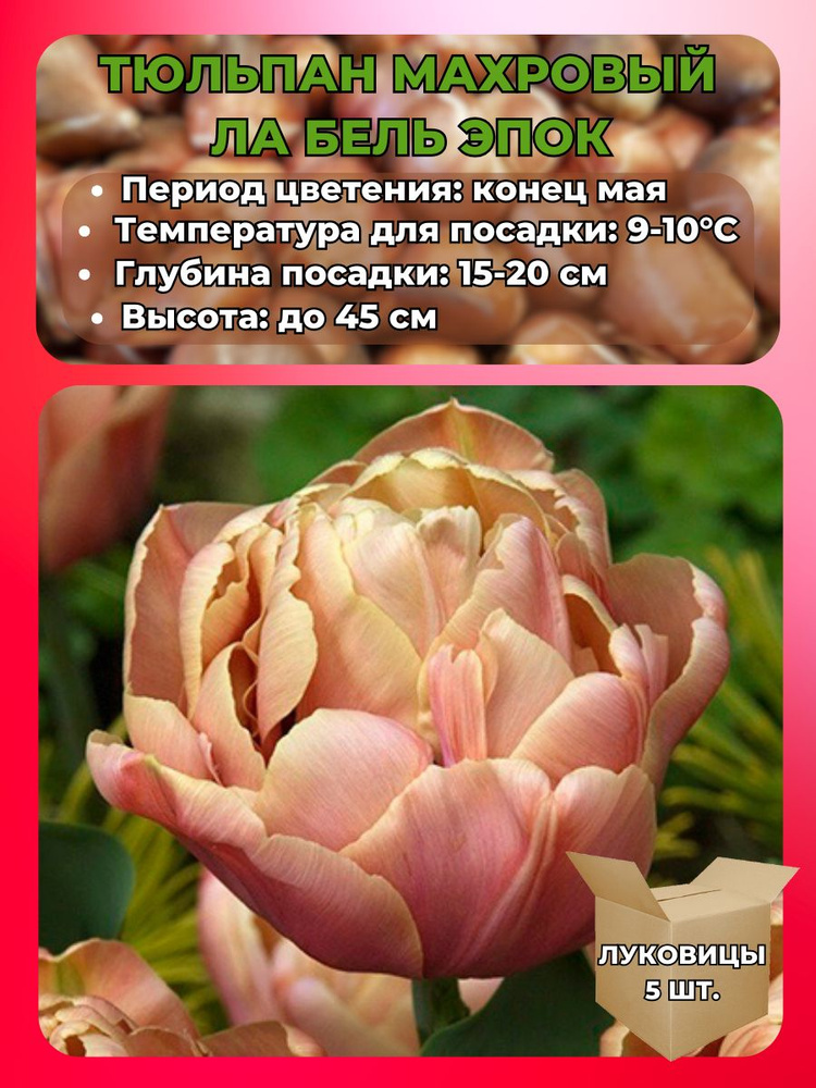 Magic Blooming Garden Луковицы,0.15кг #1