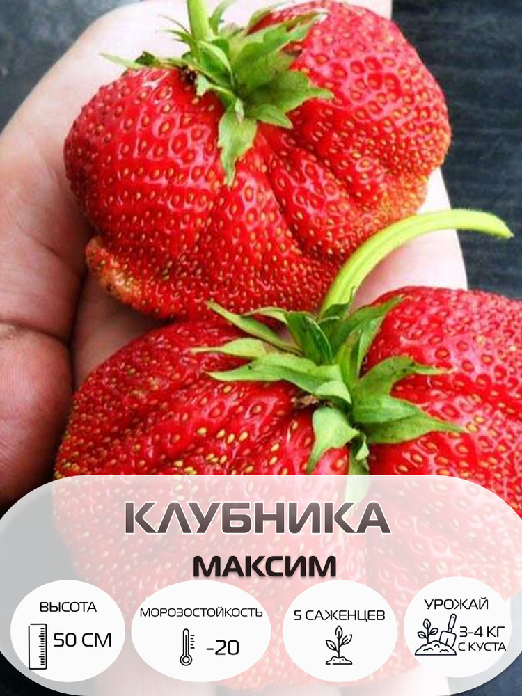 Клубника Максим, саженцы многолетние ягодных кустарников, крупноплодные и ремонтантные сорта  #1