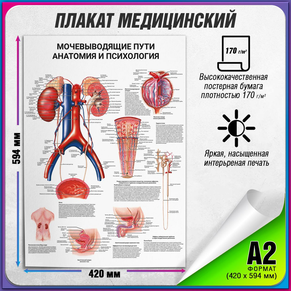 Информационный медицинский плакат "Мочевыводящие пути: анатомия и психология" / А-2 (42x60 см.)  #1