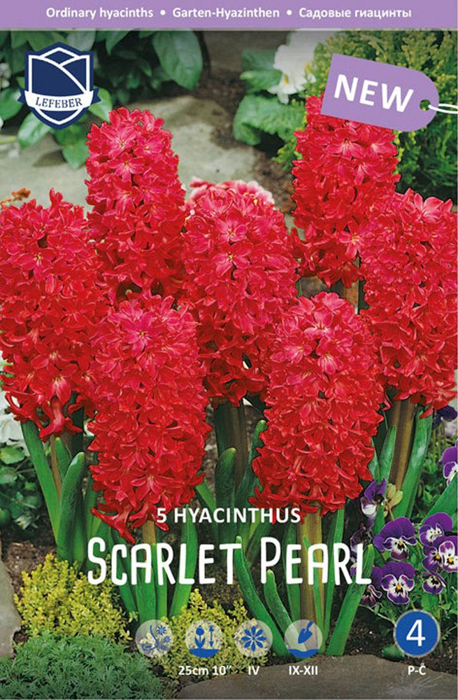 Гиацинт Скарлет Перл (Hyacinthus Scarlet Pearl), 5 шт (разбор 16/17) #1