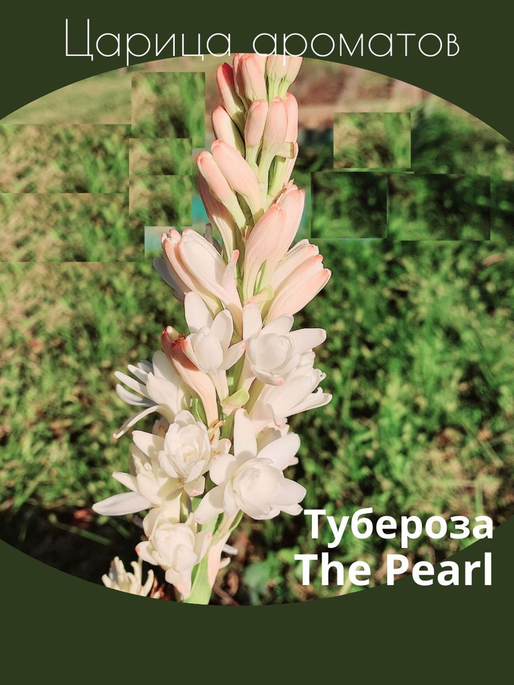 Тубероза The Pearl, белая луковицы 3 шт. #1