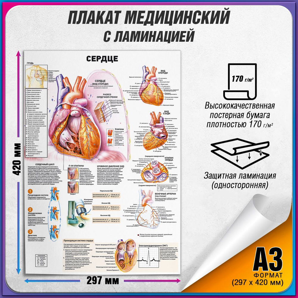 Информационный медицинский плакат "Сердце человека" / ламинированный / А-3 (30x42 см.)  #1