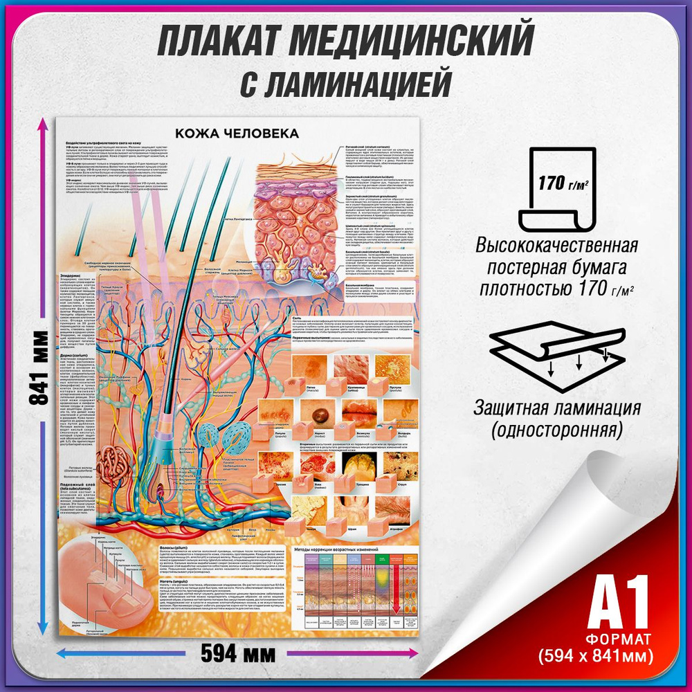 Информационный медицинский плакат "Кожа человека" / ламинированный / А-1 (60x84 см.)  #1