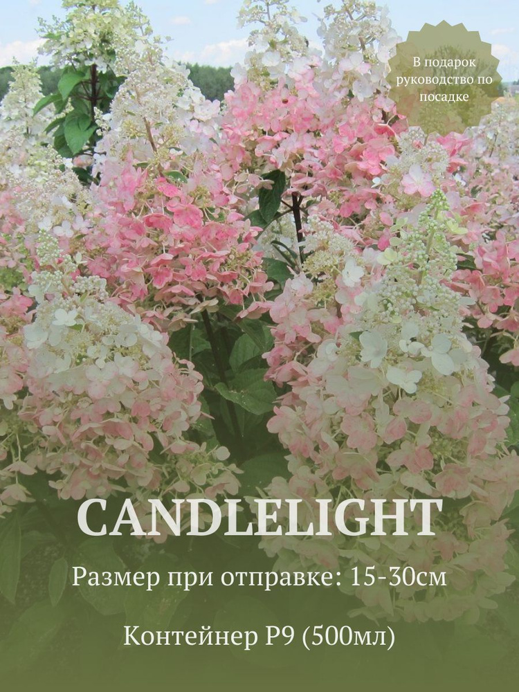 Гортензия метельчатая Канделайт (Candlelight) в стакане p9 #1