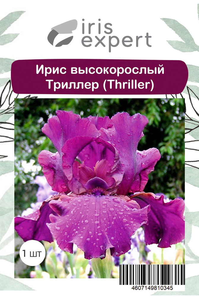 Ирис высокорослый Триллер (Thriller), 2 упаковки по 1 шт #1