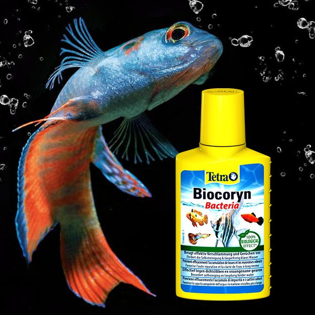 Tetra Biocoryn