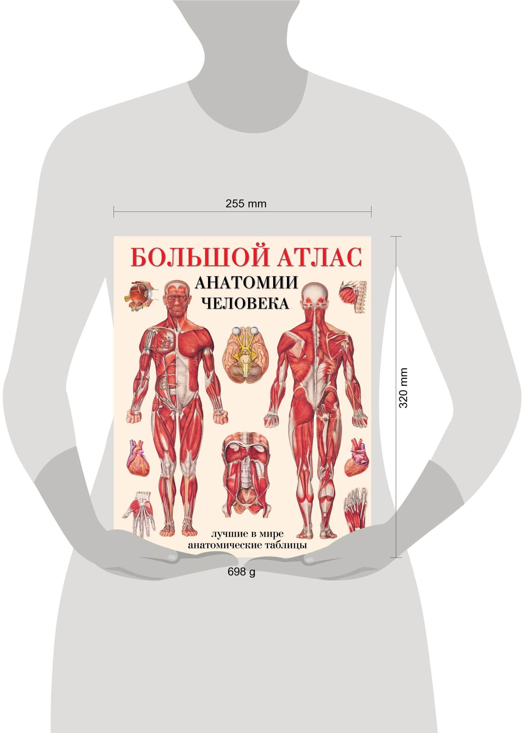 Большой атлас анатомии человека | Human Anatomy Atlas - Ozon image 3