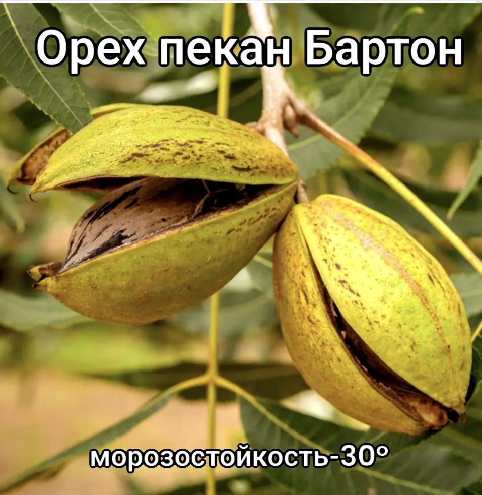 ОрехпеканБартон