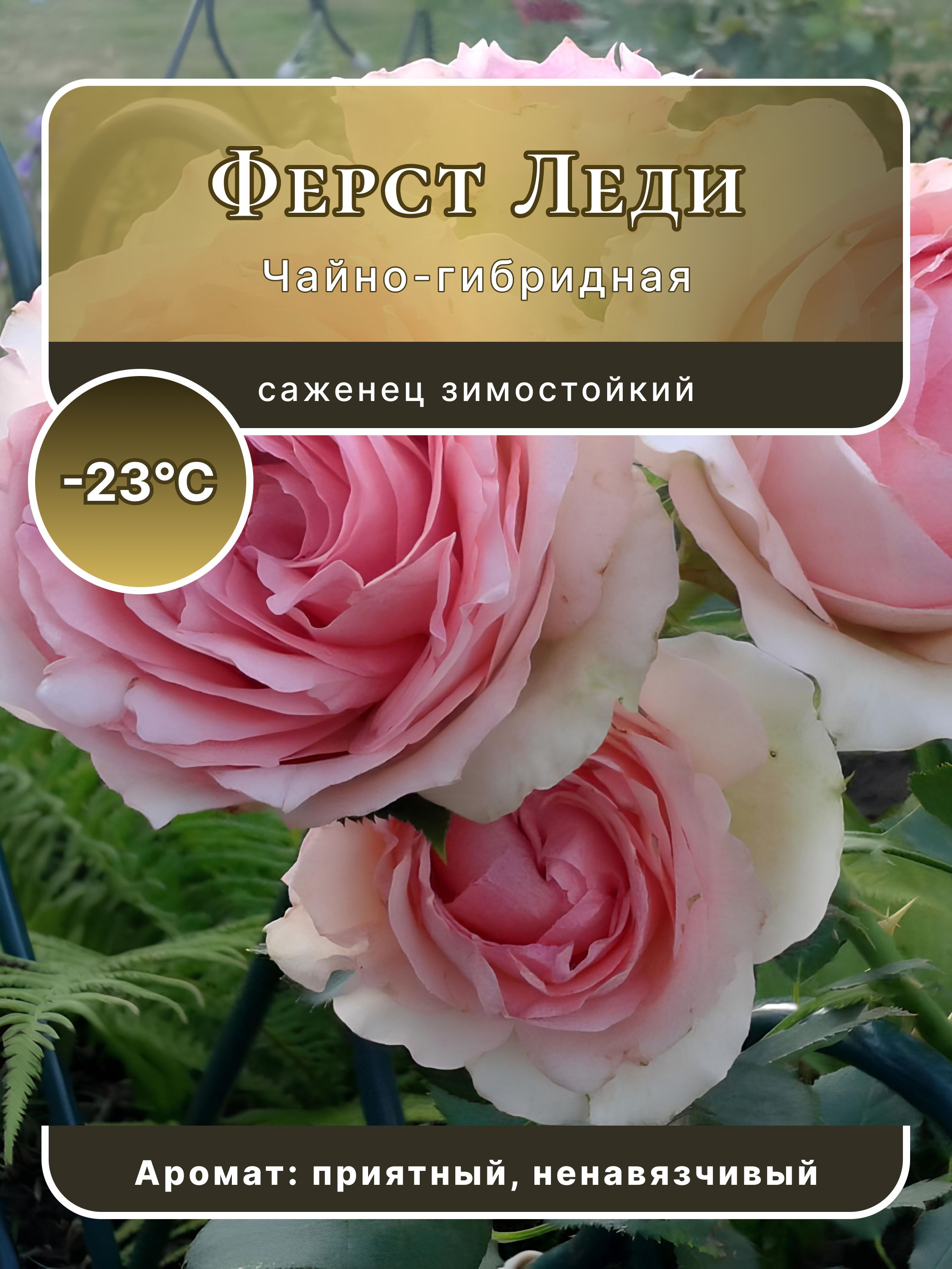 Розашрабсаженецсорт"ФерстЛеди".Морозостойкиймноголетний