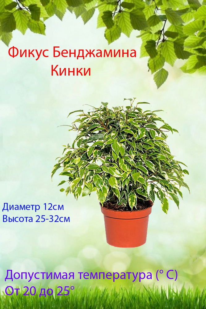Комнатные растения, цвет Фикус Бенджамина Кинки d-12, 12 см, 1 шт  #1
