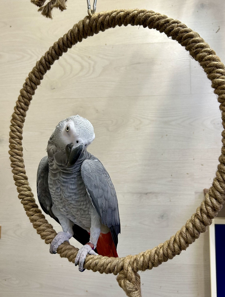 Игрушка для попугая - Огромное джутовое кольцо 35см, качелька  #1