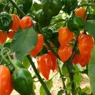 Семена Острый перец Habanero Orange, 5 семян + подарок #1