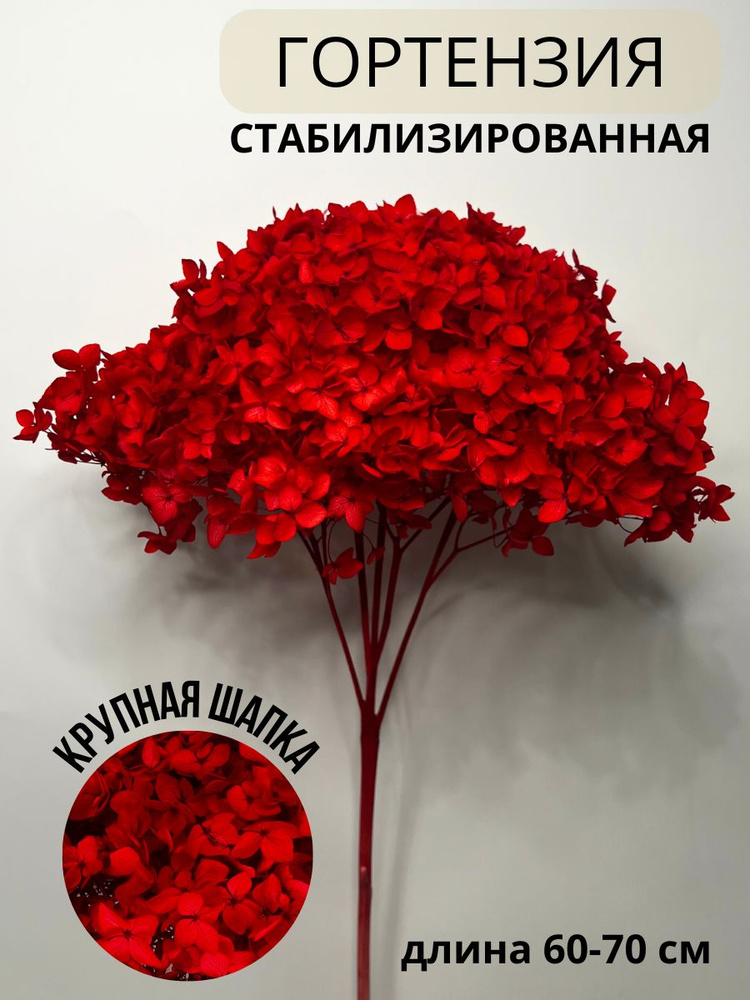 EVA florist Стабилизированные цветы Гортензия, 60 см, 100 гр, 1 шт  #1
