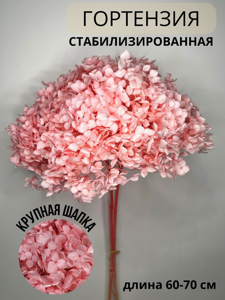 EVA florist Стабилизированные цветы Гортензия, 60 см, 100 гр, 1 шт  #1