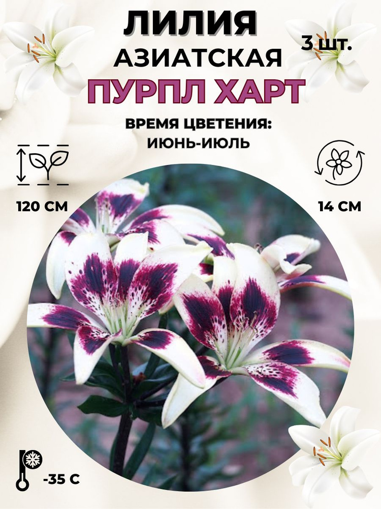 Magic Garden Луковицы,0.3кг #1