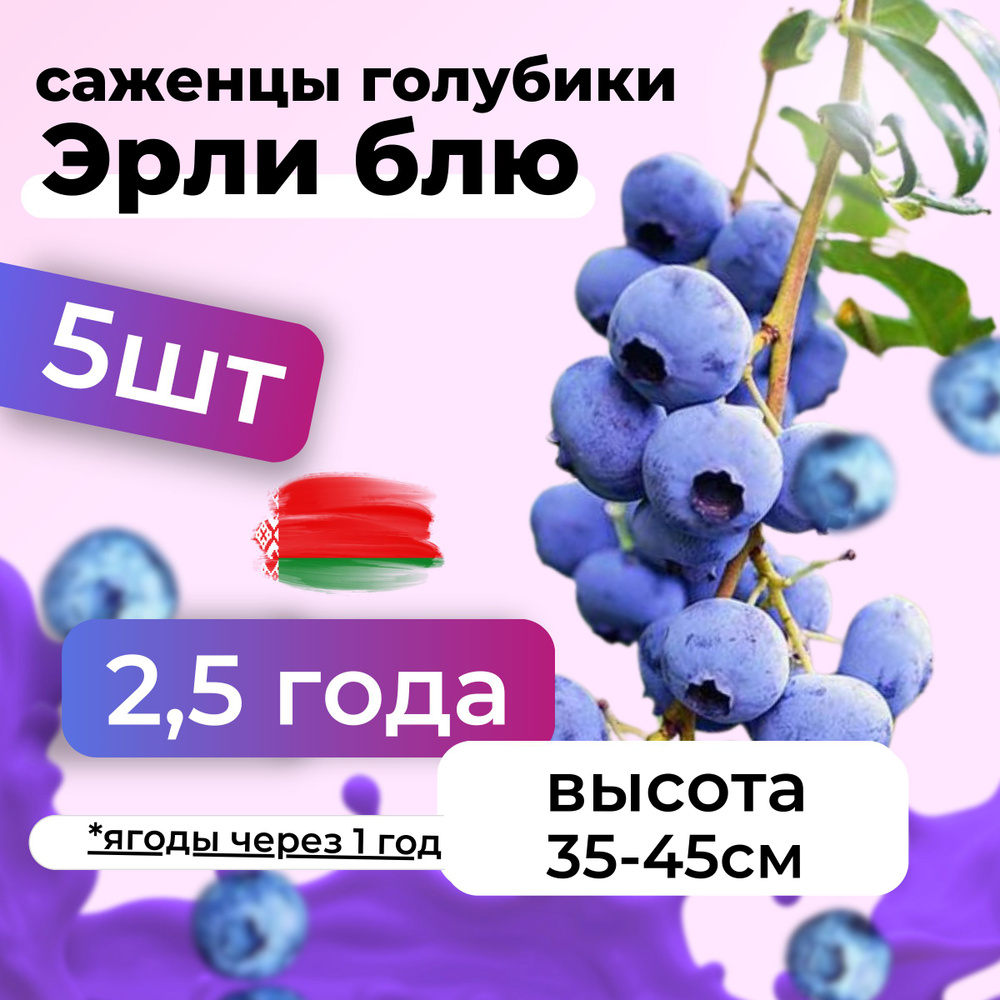 Саженцы голубики Эрли Блю морозостойкие в горшке 2,5 года, Беларусь 5шт  #1