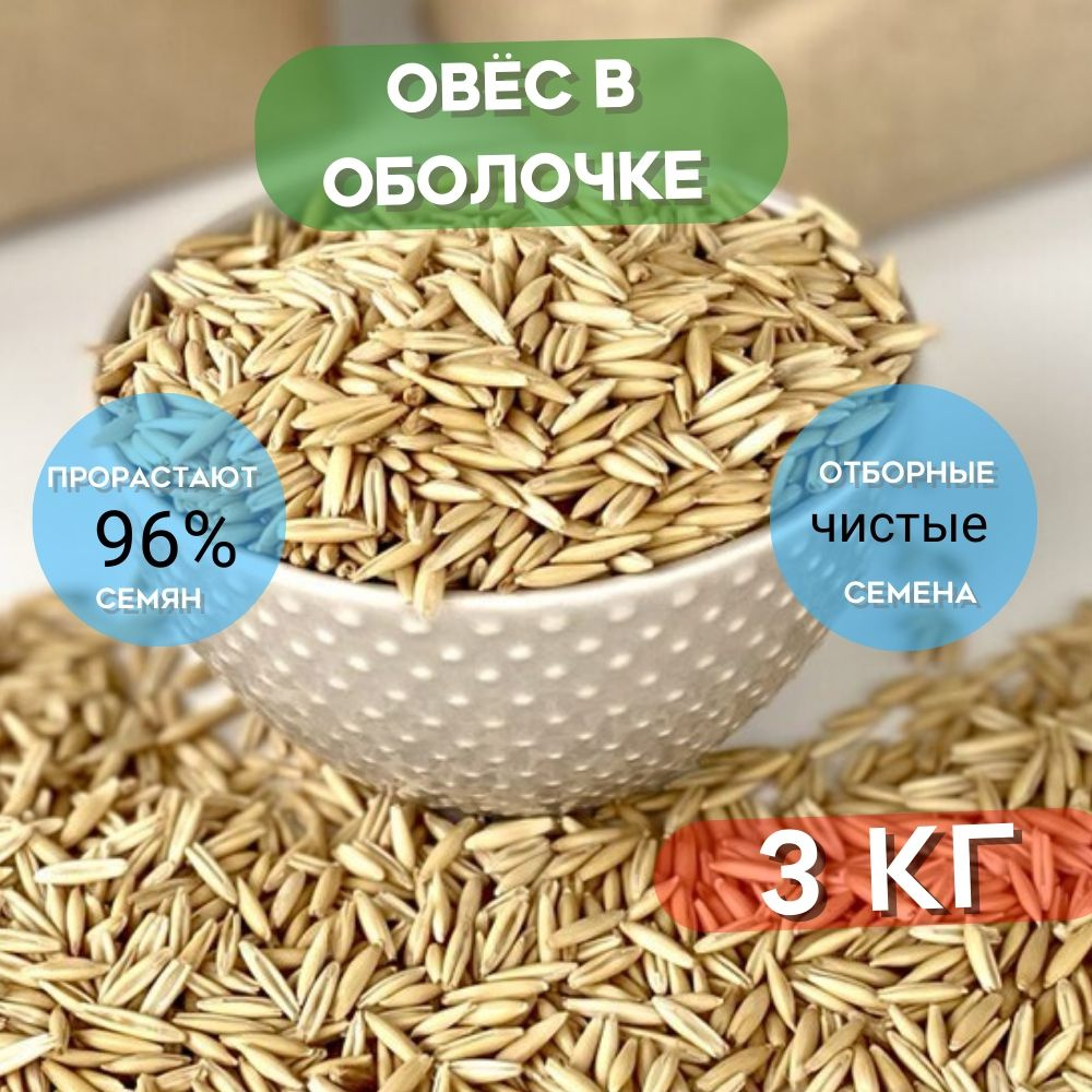 Овес в оболочке для заваривания, отваров и настоя, для проращивания 3 кг  #1