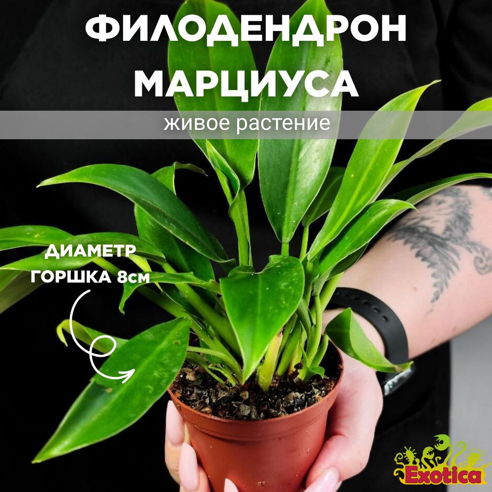 Филодендрон Марциуса (Philodendron Martianum) D8см #1